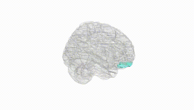 Full Brain White