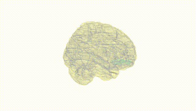 Full Brain White