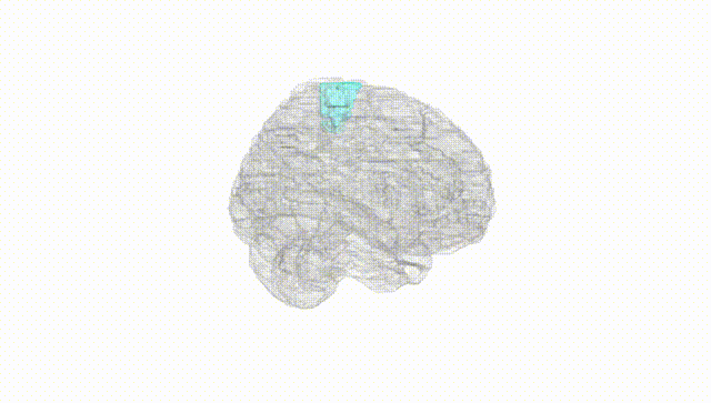 Full Brain White