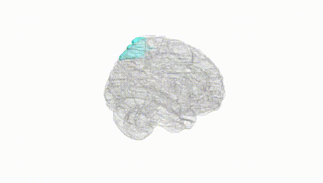 Full Brain White