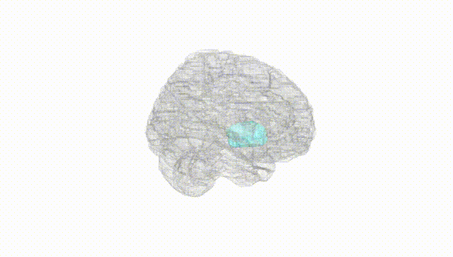 Full Brain White