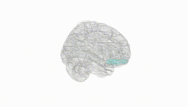 Full Brain White