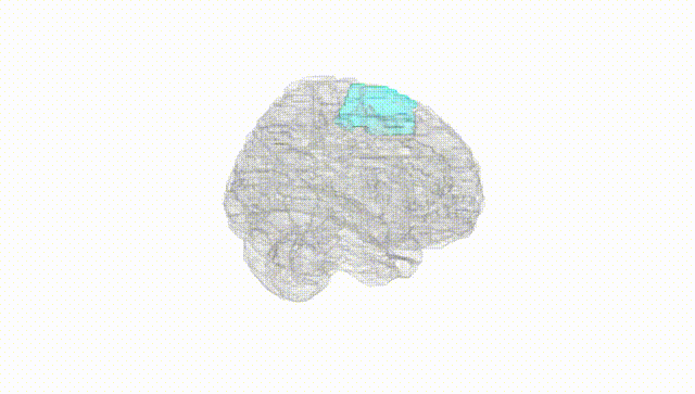 Full Brain White