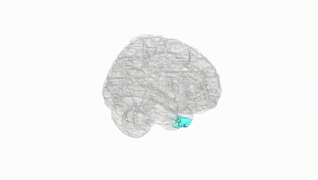 Full Brain White