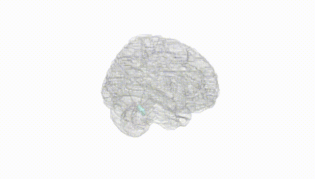 Full Brain White
