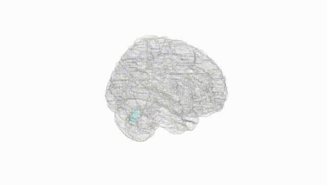 Full Brain White