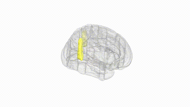Full Brain White