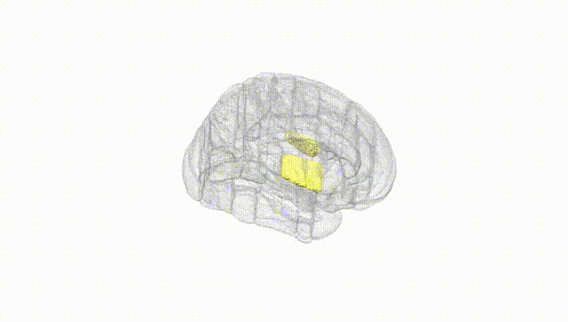 Full Brain White