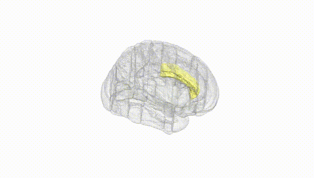 Full Brain White