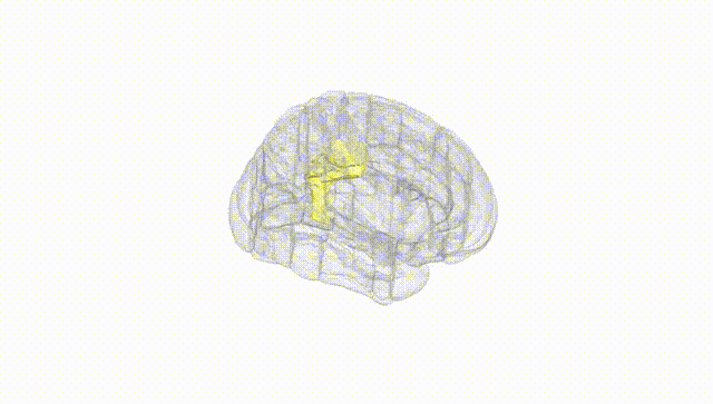 Full Brain White