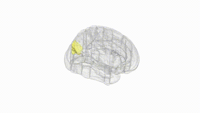 Full Brain White