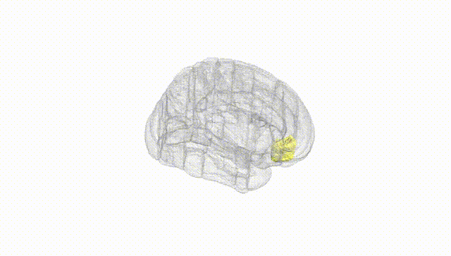 Full Brain White