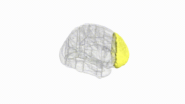 Full Brain White