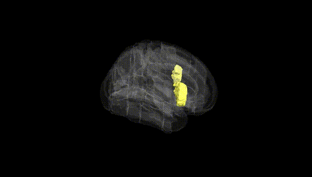 Full Brain Black