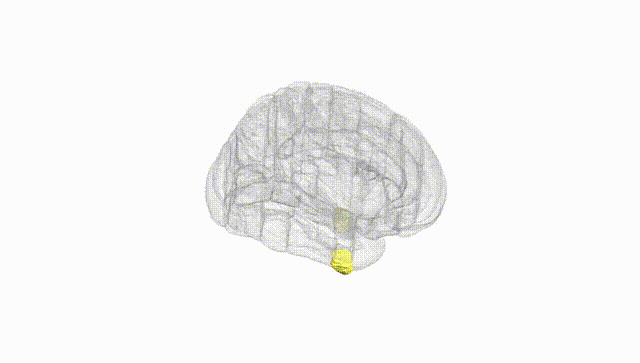 Full Brain White