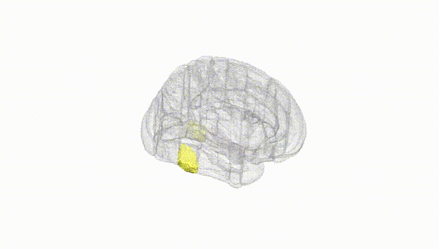 Full Brain White