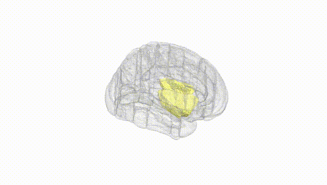 Full Brain White