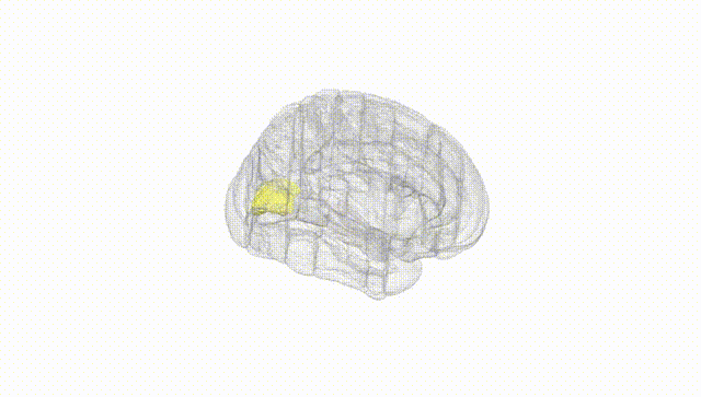 Full Brain White