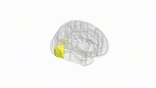 Full Brain White
