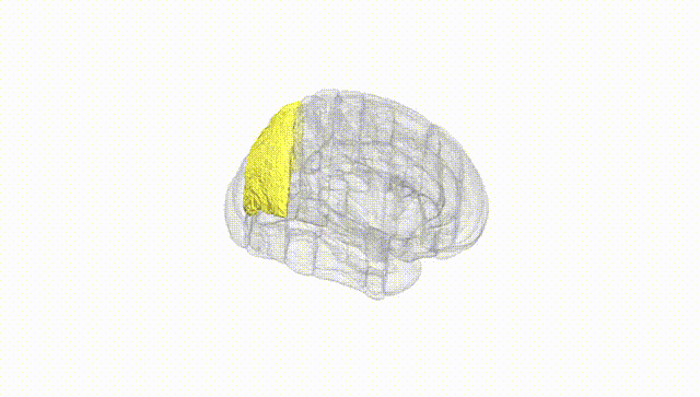 Full Brain White