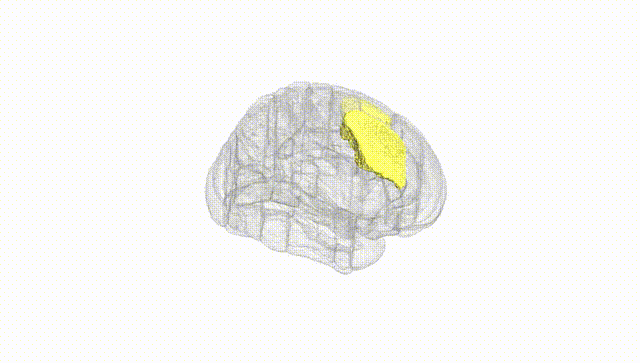 Full Brain White