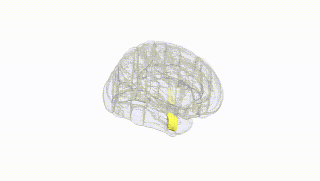 Full Brain White