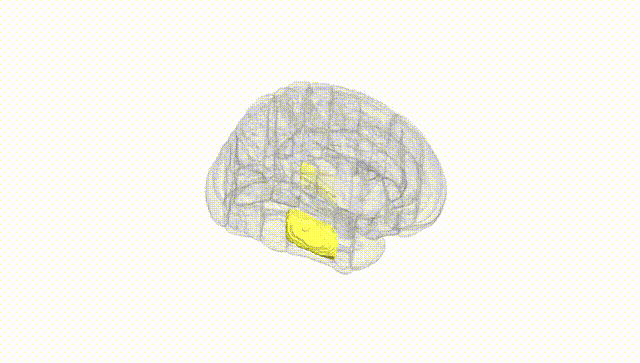 Full Brain White