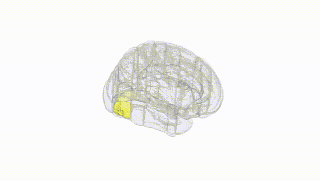Full Brain White