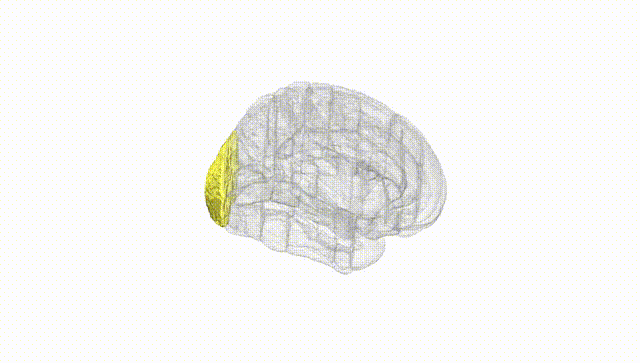 Full Brain White