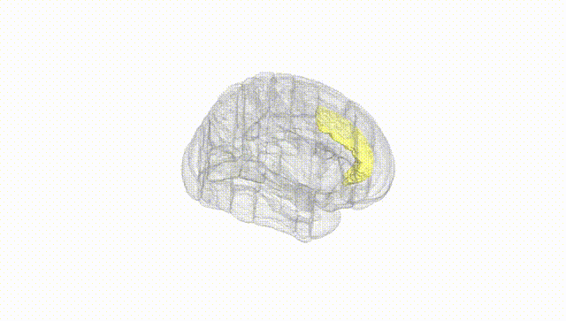 Full Brain White