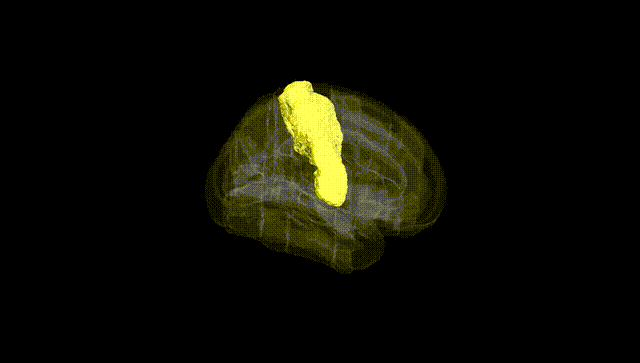 Full Brain Black