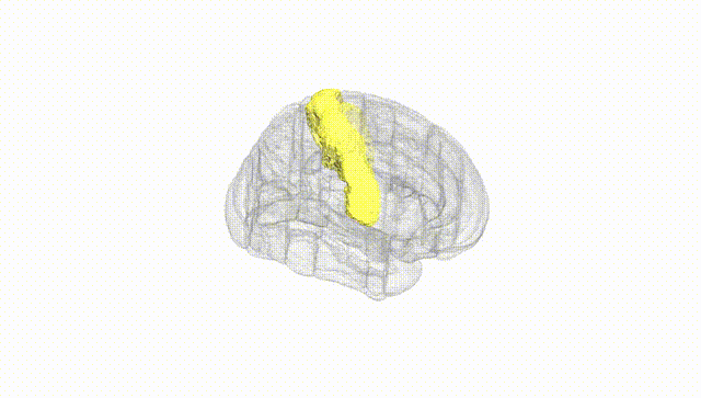 Full Brain White