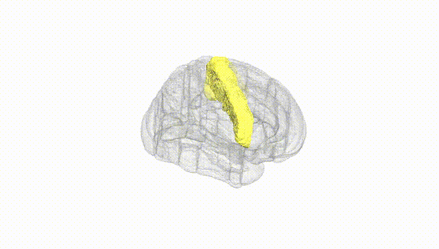 Full Brain White