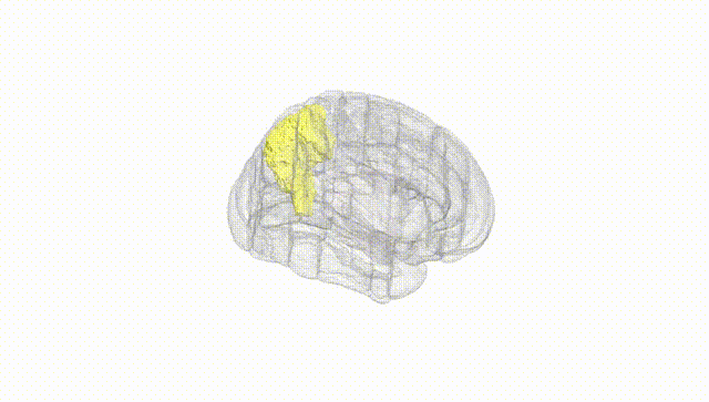 Full Brain White