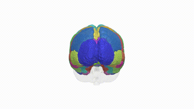 Rotating Brain
