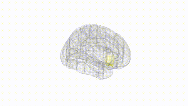 Full Brain White