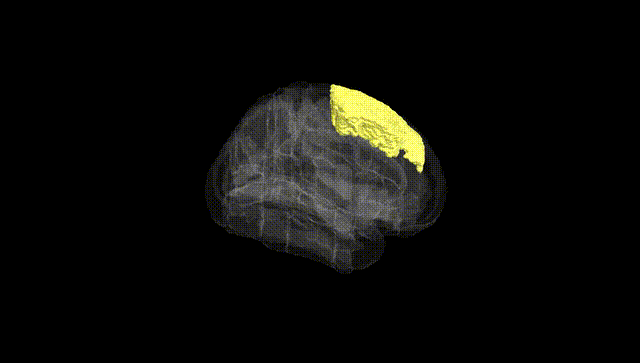 Full Brain Black