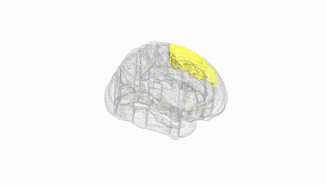 Full Brain White