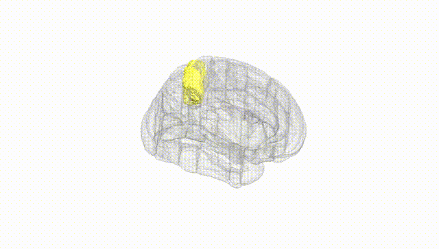 Full Brain White