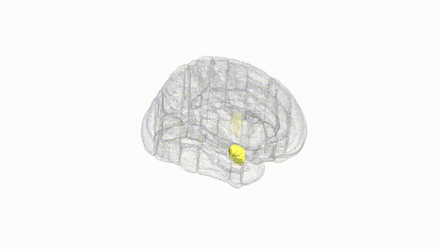 Full Brain White