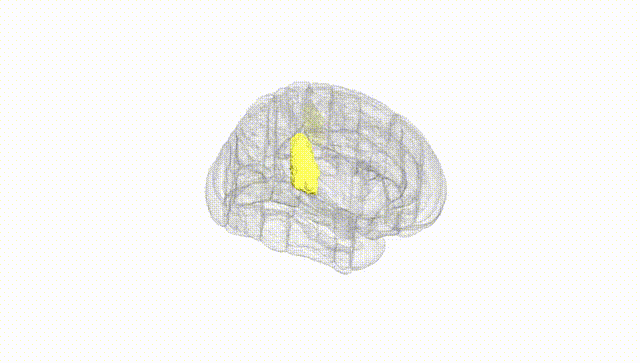 Full Brain White