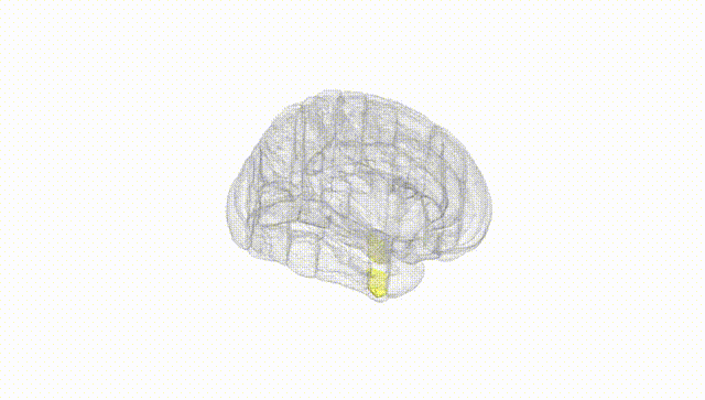 Full Brain White