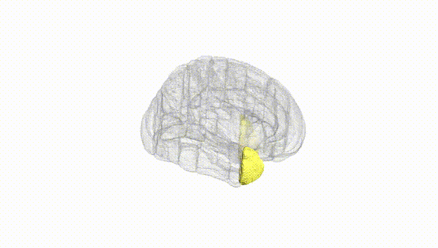 Full Brain White