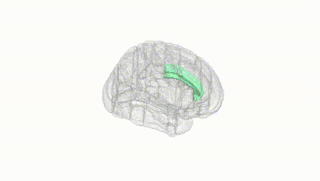 Full Brain White