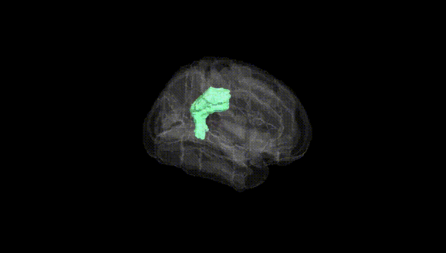 Full Brain Black