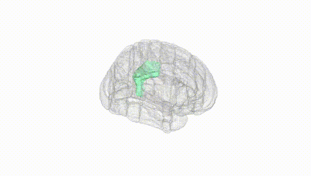 Full Brain White