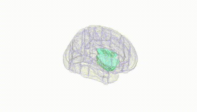 Full Brain White
