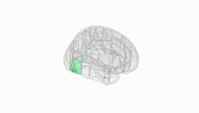 Full Brain White