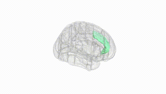 Full Brain White
