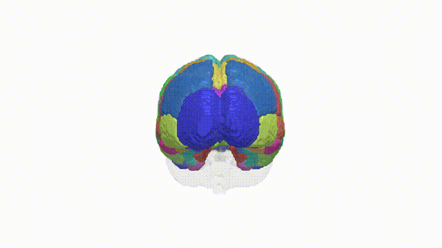 Rotating Brain